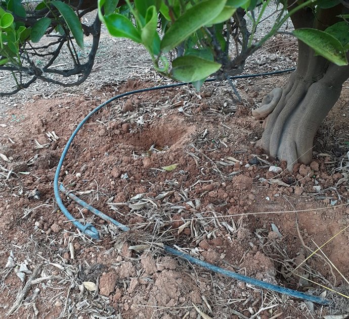 Daños provocados por jabalíes