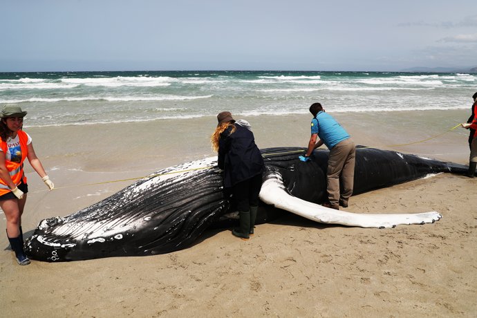 Voluntarios de Protección Civil de Ferrol y de la Coordinadora para o Estudo dos Mamíferos Mariños (CEMMA) examinan un ejemplar de ballena jorobada que ha quedado varada en la playa de Marmadeiro