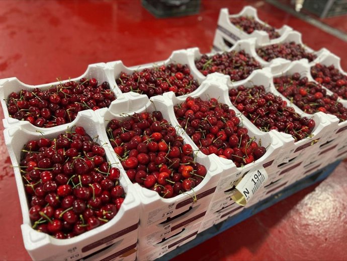 Archivo - Cerezas en las cajas para su distribución en una empresa de Plasencia.