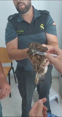 Rescatan en Chiclana (Cádiz) a un ejemplar de águila ratonera que estaba moribundo por las altas temperaturas