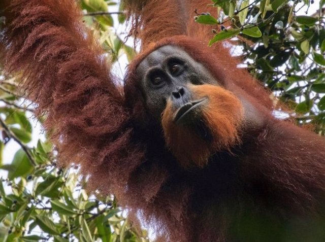Archivo -    El orangután de Tapanuli, descubierto en Sumatra (Indonesia) en 2017 y uno de los animales más raros del planeta, podría perder su batalla por la supervivencia, a menos que se tomen medidas decisivas
