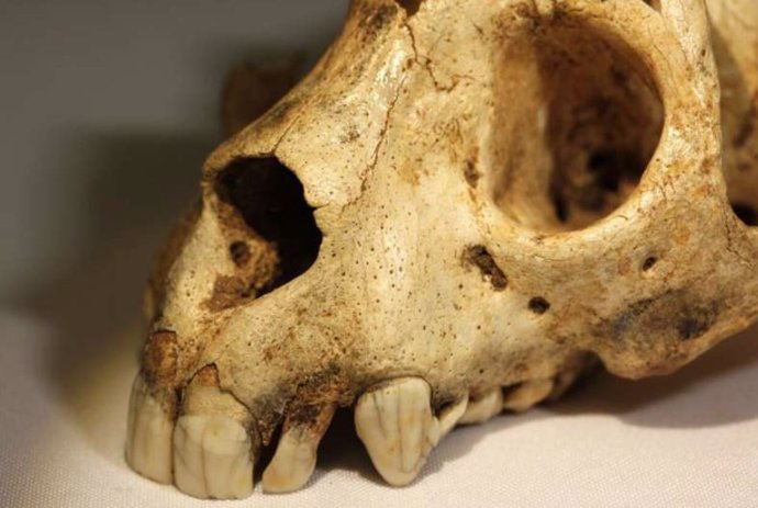Archivo - Cráneo de Archaeolemur que muestra una dentición anterior grande y robusta.