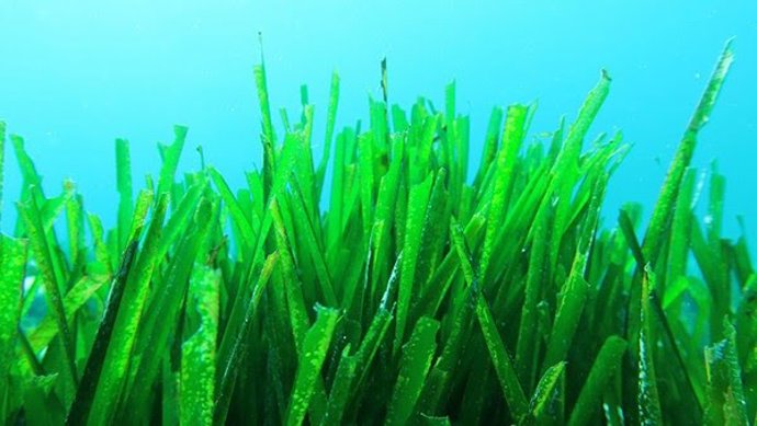 Archivo - La fanerógama marina Posidonia oceánica