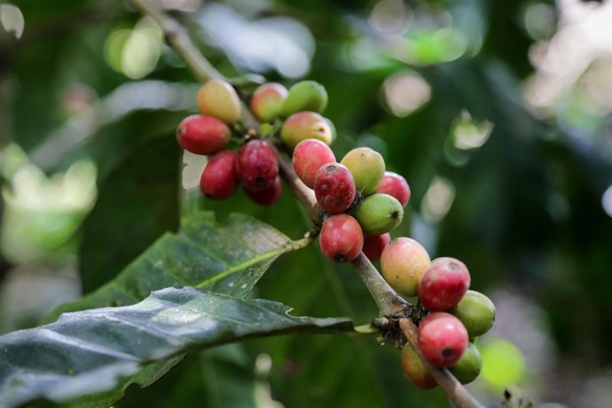 Choachí, 13 de abril de 2023. Finca La Campesina ofrece un planea turísticos donde personas nacionales y extranjeras podrán conocer sobre los procesos del café en el municipio de Choachí, Cundinamarca. (Colprensa-Mariano Vimos)