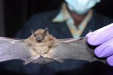Foto: El seguimiento de murciélagos británicos puede ayudar a identificar coronavirus con potencial patógeno