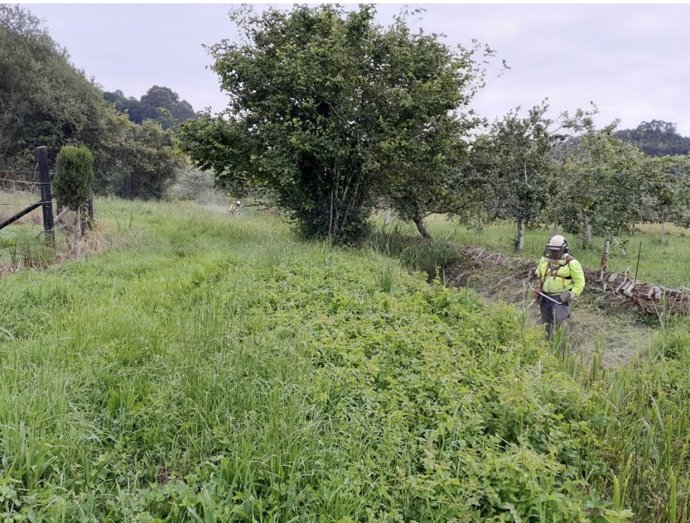 Actuaciones de la CHC en un río de Colunga.