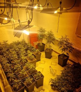 Archivo - Imagen de la marihuana intervenida por la Policía Nacional en una operación anterior llevada a cabo en barriadas de Huelva en este 2023.
