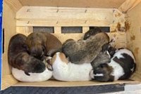 Rescatados siete cachorros de mastín en un contenedor de Baena (Córdoba)