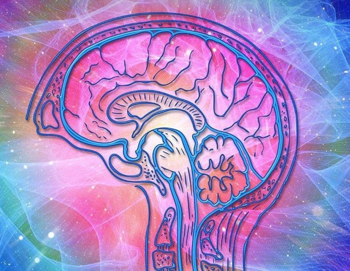 El estudio se enmarca en el proyecto Human Brain Project y lo han elaborado conjuntamente investigadores de la UPF y la Universidad de Lieja ( ULige ) de Bélgica