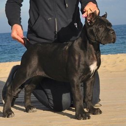 Cane Corso