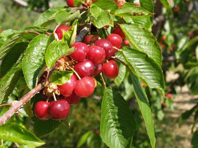 Cerezas en árbol
