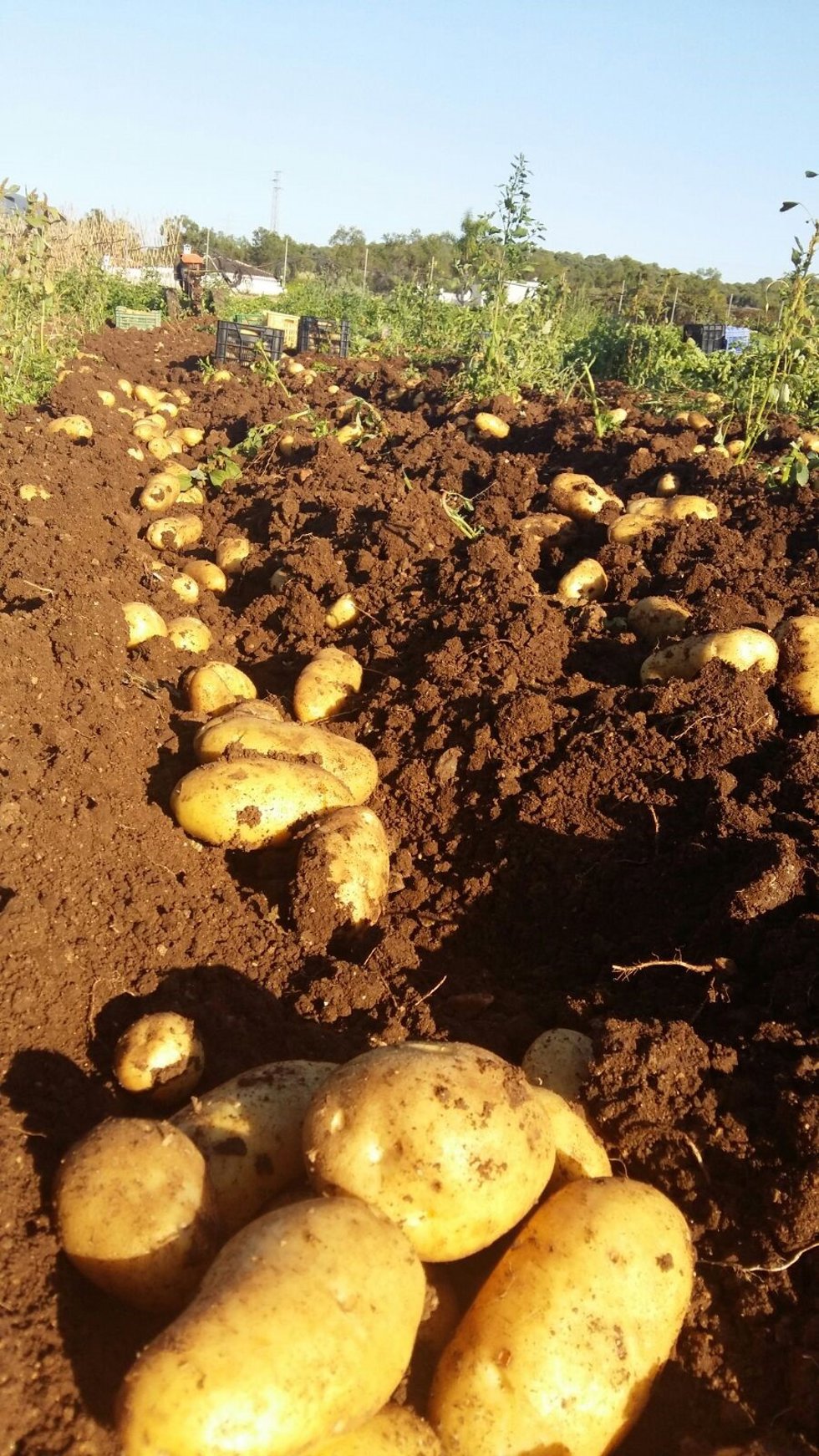 Archivo - Patatas en el campo.