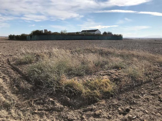 Zona de las prospecciones arqueológicas con el cortijo de El Catalán al fondo