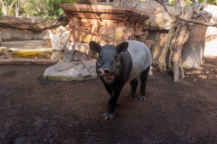 Mekong,  Tapir Malayo En Bioparc Fuengirola