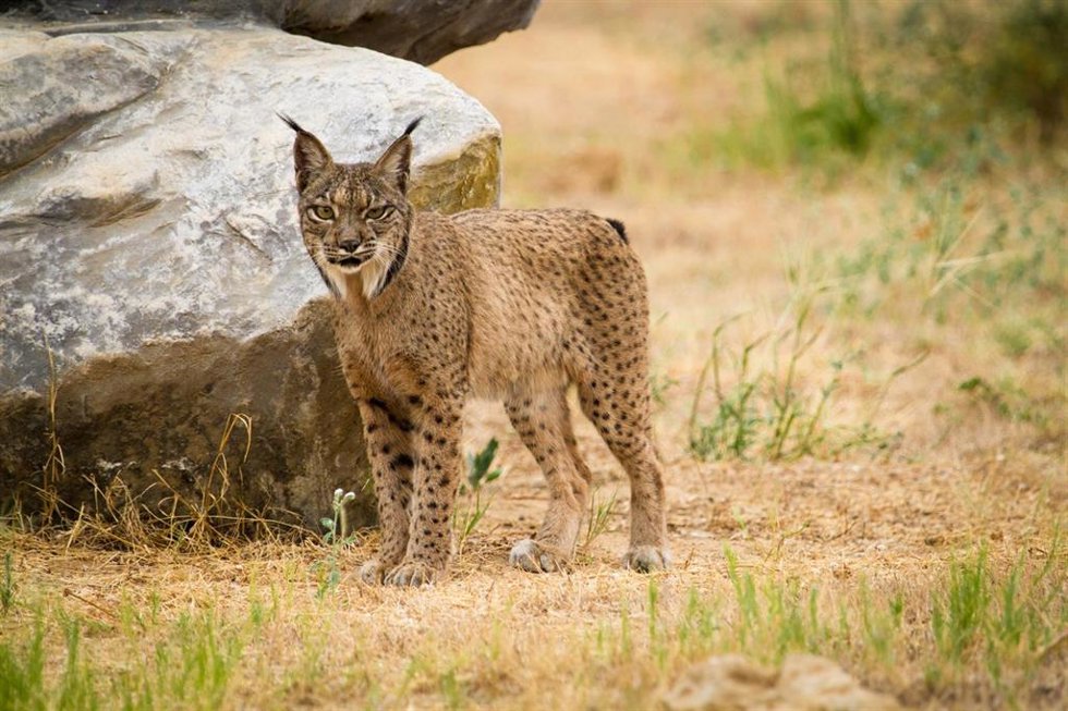 Archivo - Imagen de un ejemplar de lince ibérico.