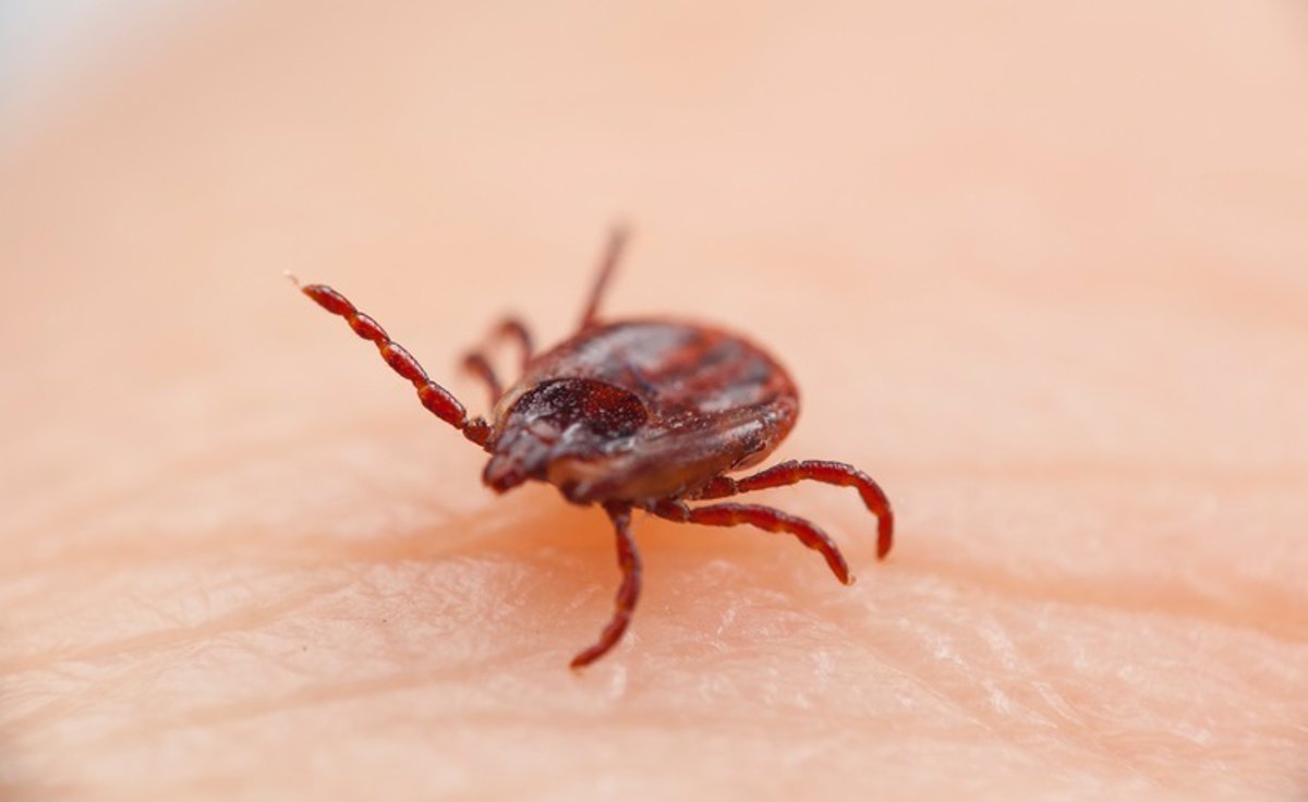 Scientists found that static electricity attracts ticks towards their hosts