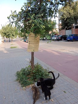 Colonia de gatos en Córdoba capital.