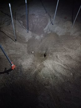 Huellas que dejó una tortuga bona en la playa del Arroz de Águilas en su intento sin éxito de nidificación