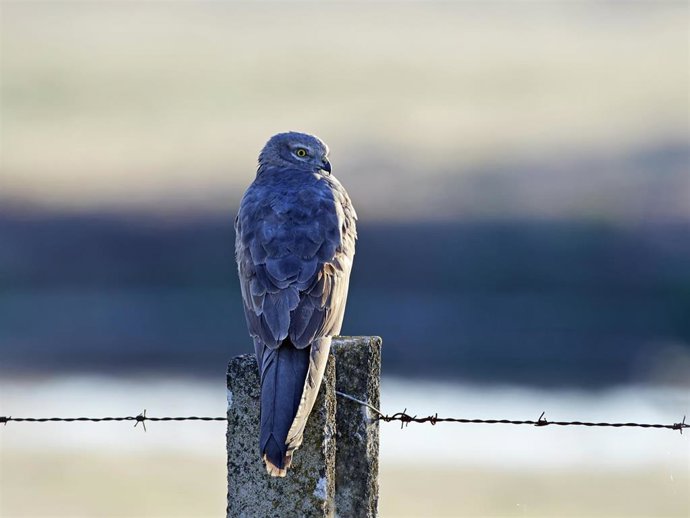 Archivo - Iberdrola colabora en la campaña de salvamento del aguilucho cenizo.