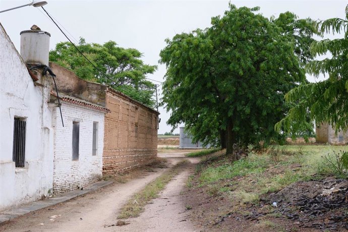 Archivo - Una calle de Illán de Vacas.