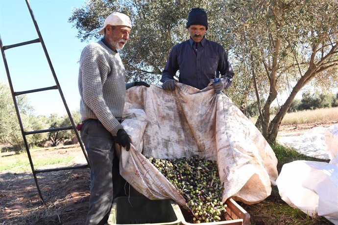 Archivo - Jornaleros en un olivar de Marrakech