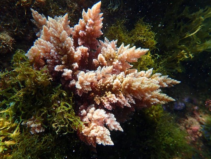 Aspecto del alga sobre los bloques de las piscinas del Bess en el Port Frum