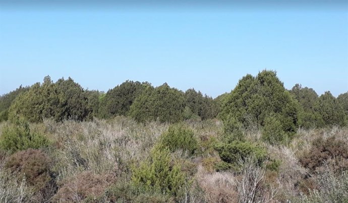 Sabinar joven en la Reserva Biológica de Doñana.