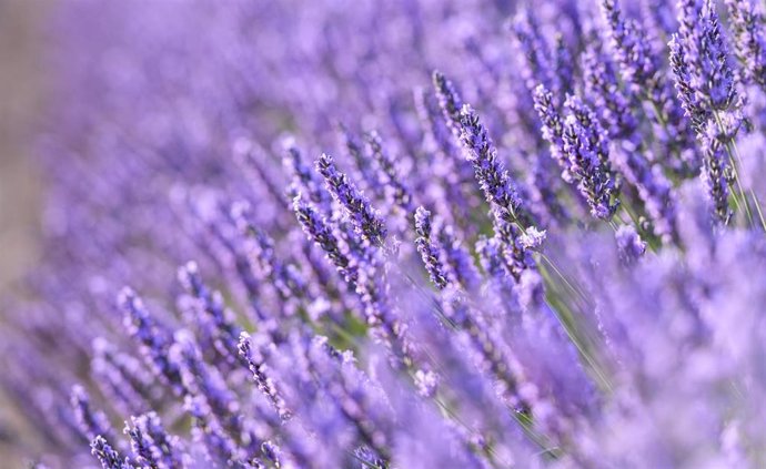 Un campo de lavanda en Brihuega, Guadalajara.