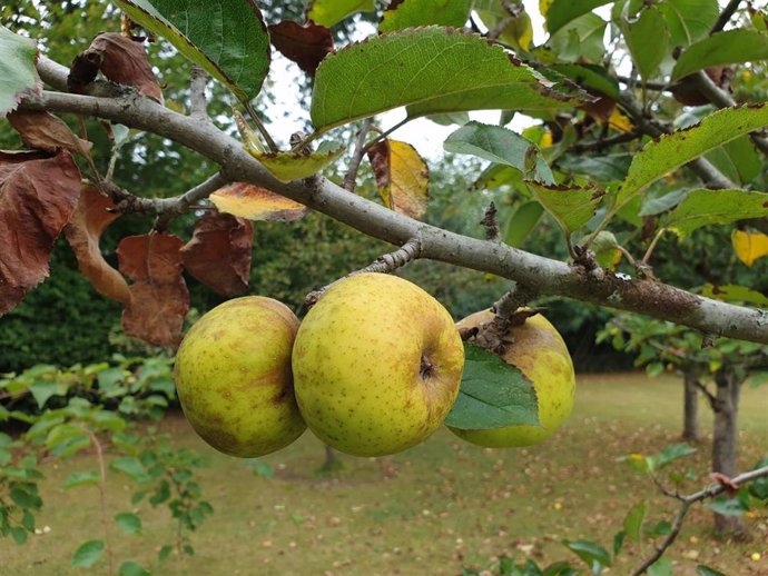 Archivo - Manzanas asturianas.