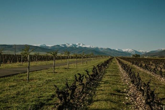 Viñedo de La Rioja