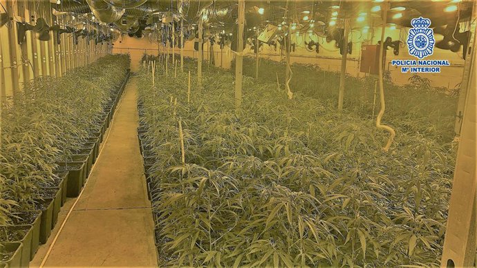 Imatge del cultiu de marihuana a Barcelona