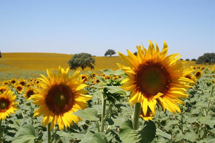 Archivo - Campo de girasol. Pipa de girasol