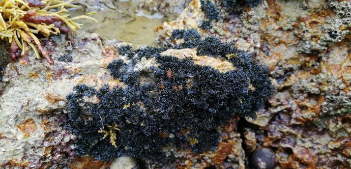 Especie De Lichina En San Vicente De La Barquera (Cantabria), 2021.