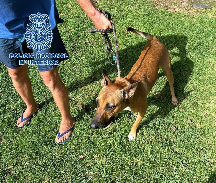 Detienen al dueño de un perro por maltratarlo y atentar contra la Policía Nacional en Las Palmas de Gran Canaria