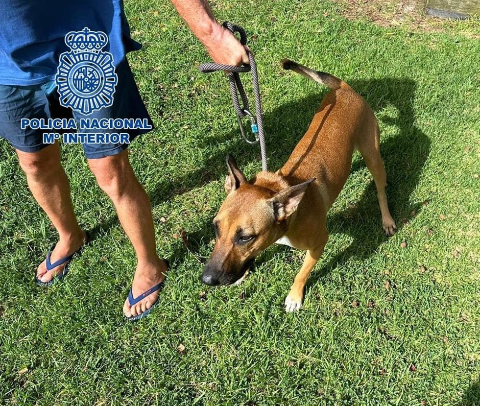 Detienen al dueño de un perro por maltratarlo y atentar contra la Policía Nacional en Las Palmas de Gran Canaria