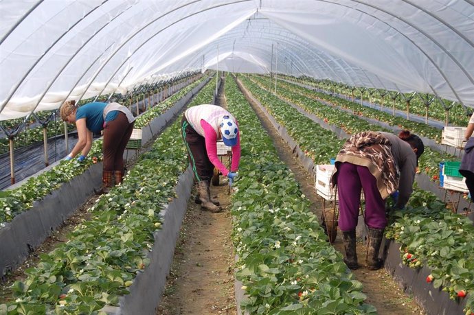 Archivo - Trabajadores en una plantación fresera.