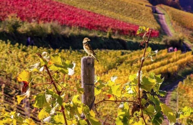 sparrow in a vineyard