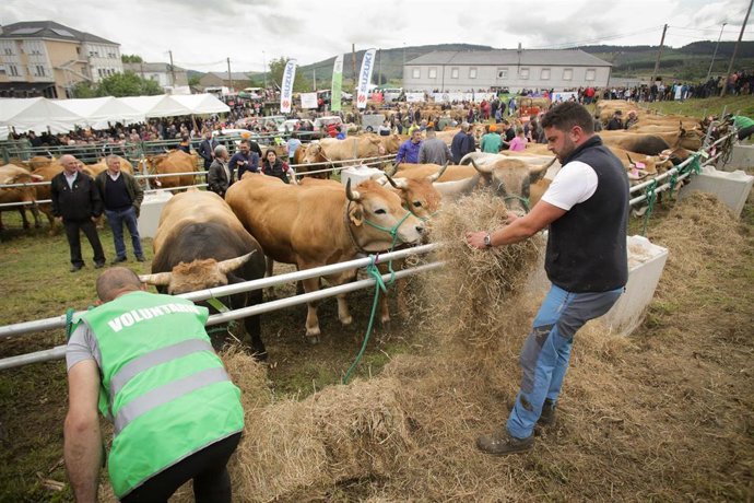 Archivo - Agricultura inicia el procedimiento de pago de 712 millones de euros en ayudas a ganaderos y agricultores afectados por la sequía. 