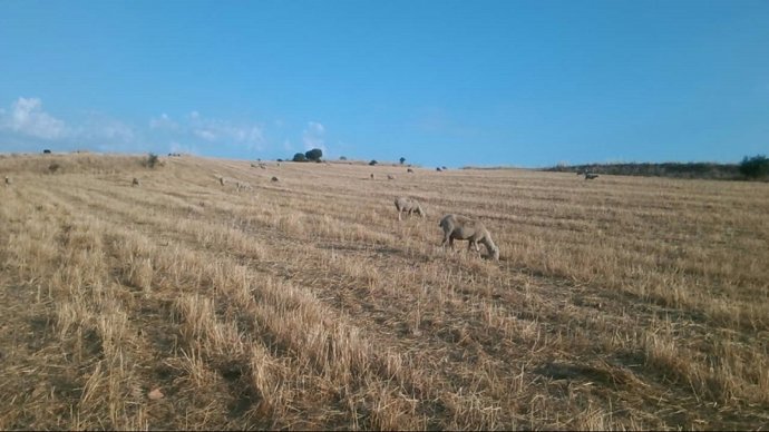 Archivo - Agricultura publica resoluciones que acreditan a agricultores a título principal y a explotaciones agrarias prioritarias