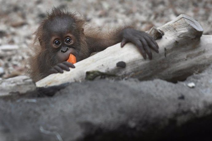 Archivo - 13 November 2021, Czech Republic, Prague: Kawi, the Sumatran orangutan, celebrates his first birthday on 13 November 2021 at the Prague Zoo. Photo: íhová Michaela/CTK/dpa