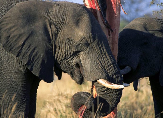 Elefante comiendo