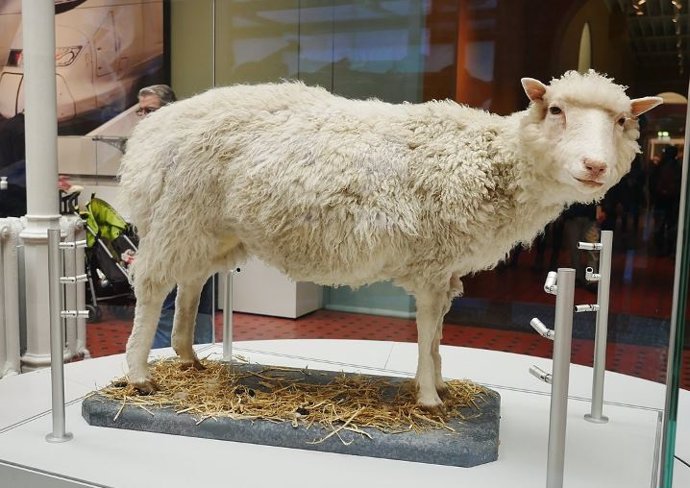 Dolly se conserva disecada