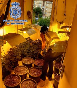 Imagen de una de las plantaciones intervenidas