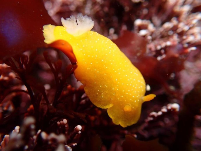 La especie de nudibranquio Doriopsilla fulva utilizada en el estudio.