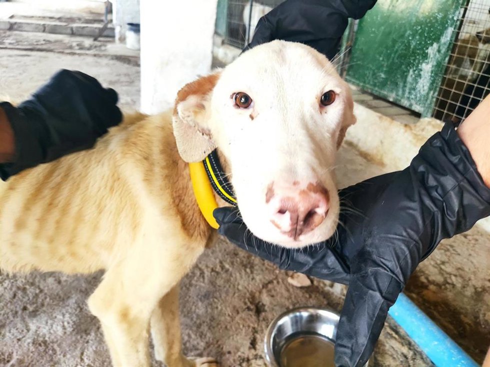 Perro de caza retirado de un rehalero de Granada.