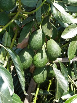 Archivo - Aguacate
