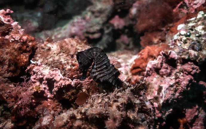 Un de los caballitos soltados en el mar tras su recuperación