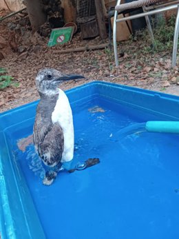 Torremolinos rescata y recupera un ejemplar de Arao común en la playa de La Carihuela