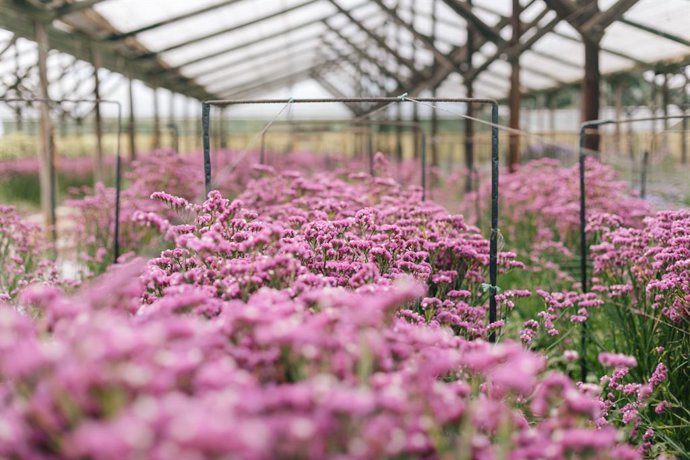 Archivo - Campo de flores