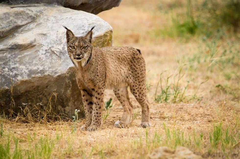Ejemplar de lince Ibérico.